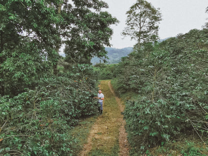 EA Natural Process Decaf, Colombia